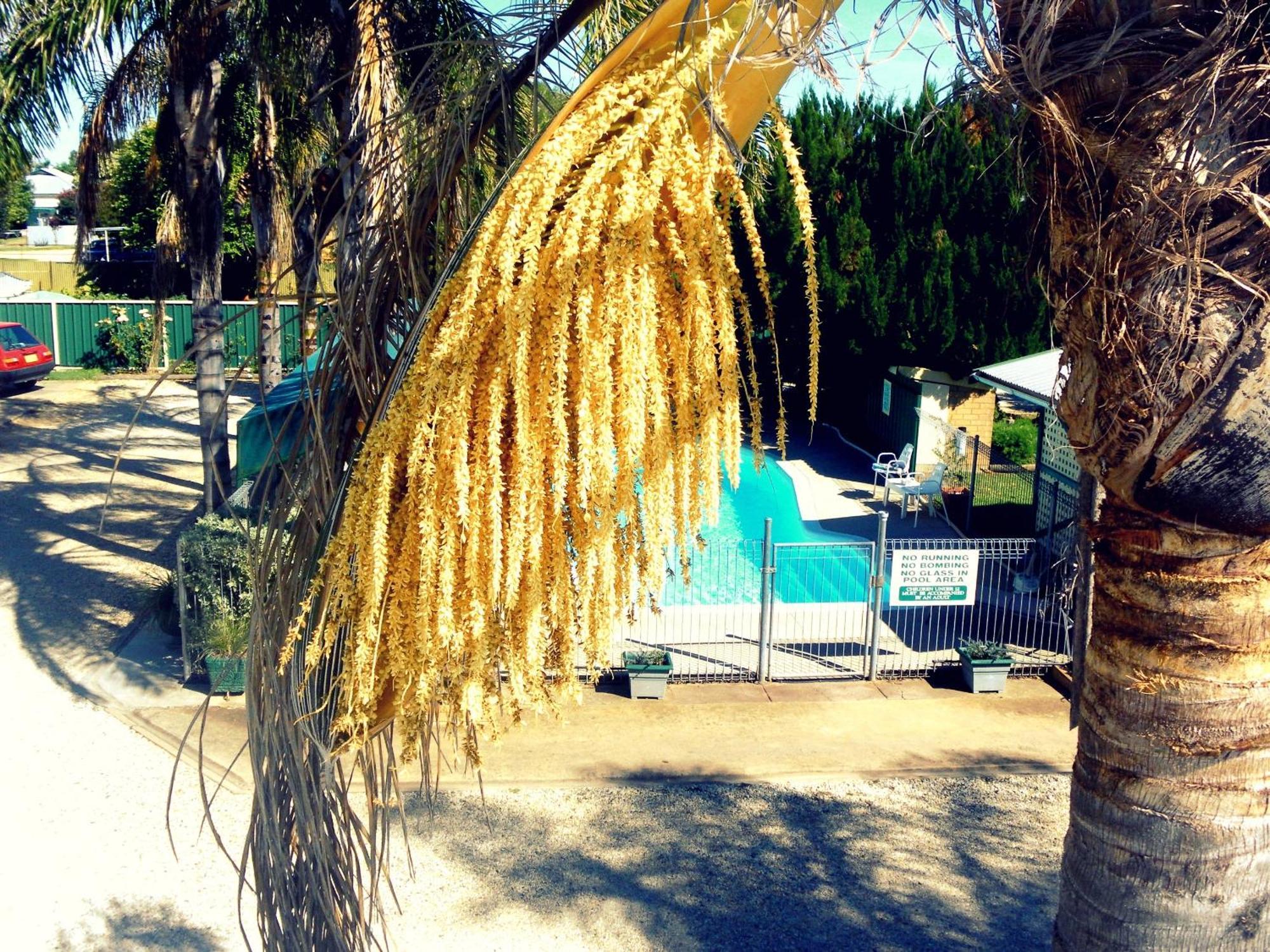 Lone Pine Motel Corowa Ngoại thất bức ảnh